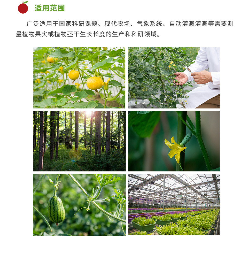 果實(shí)莖干_04.jpg
